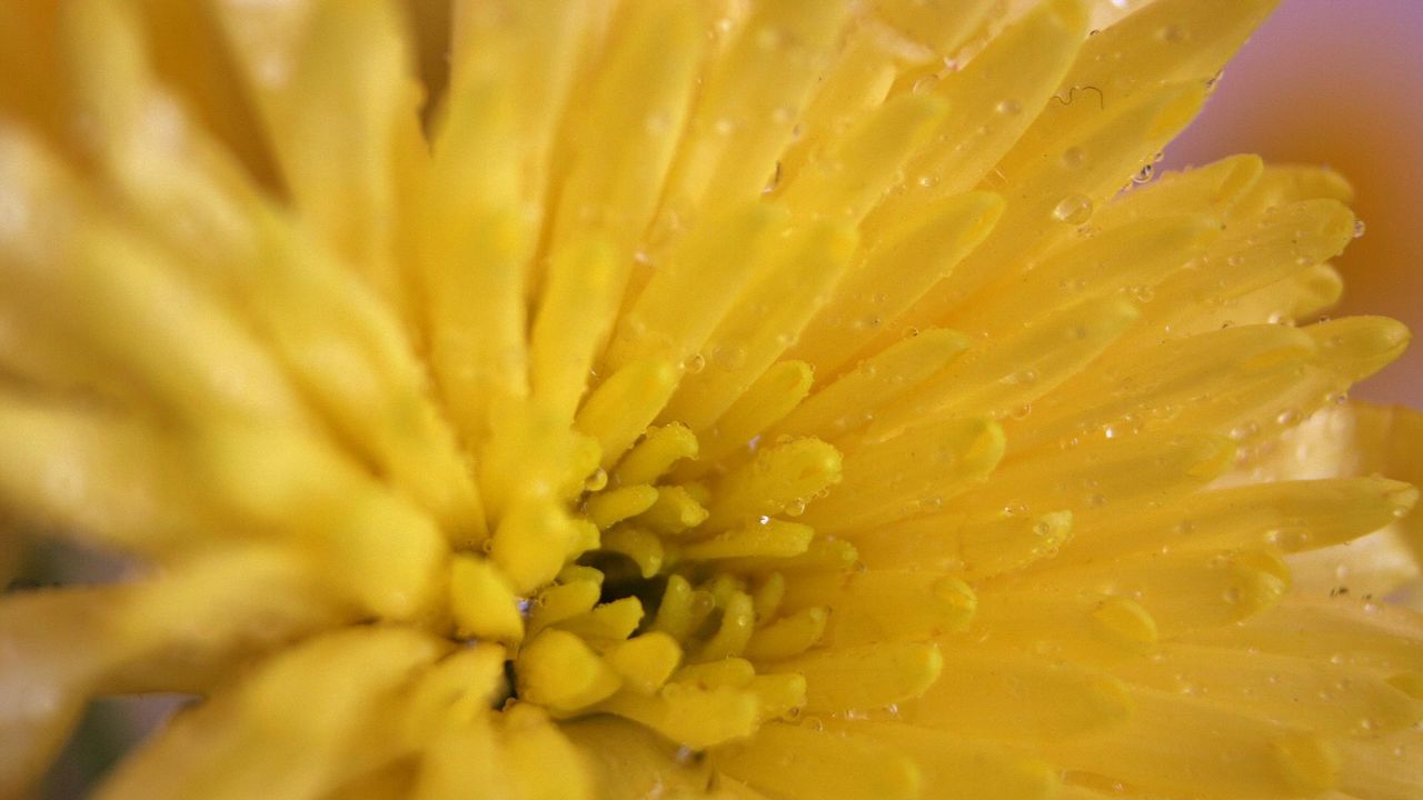 Wallpaper chrysanthemum, petals, color, bright