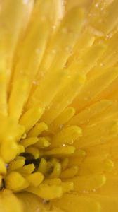 Preview wallpaper chrysanthemum, petals, color, bright