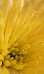 Preview wallpaper chrysanthemum, petals, color, bright