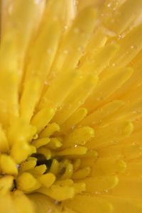 Preview wallpaper chrysanthemum, petals, color, bright