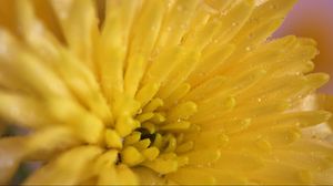 Preview wallpaper chrysanthemum, petals, color, bright