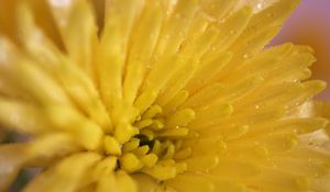 Preview wallpaper chrysanthemum, petals, color, bright