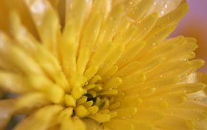 Preview wallpaper chrysanthemum, petals, color, bright