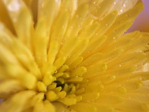 Preview wallpaper chrysanthemum, petals, color, bright