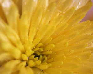 Preview wallpaper chrysanthemum, petals, color, bright