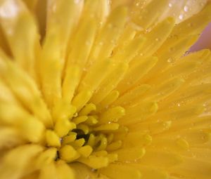 Preview wallpaper chrysanthemum, petals, color, bright