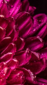 Preview wallpaper chrysanthemum, petals, drops, wet, close-up, macro, pink