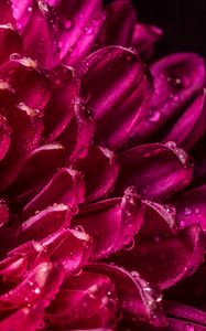 Preview wallpaper chrysanthemum, petals, drops, wet, close-up, macro, pink