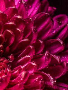 Preview wallpaper chrysanthemum, petals, drops, wet, close-up, macro, pink