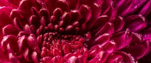 Preview wallpaper chrysanthemum, petals, drops, wet, close-up, macro, pink
