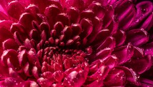 Preview wallpaper chrysanthemum, petals, drops, wet, close-up, macro, pink