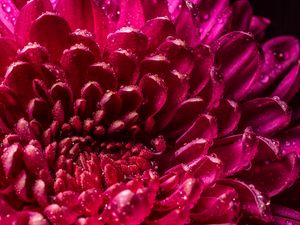 Preview wallpaper chrysanthemum, petals, drops, wet, close-up, macro, pink