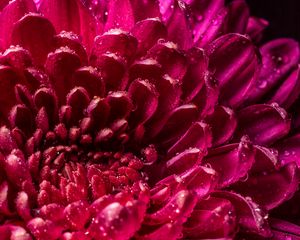 Preview wallpaper chrysanthemum, petals, drops, wet, close-up, macro, pink