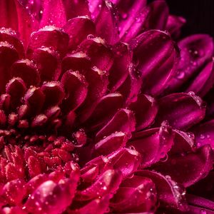 Preview wallpaper chrysanthemum, petals, drops, wet, close-up, macro, pink