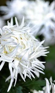 Preview wallpaper chrysanthemum, petals, flower, white