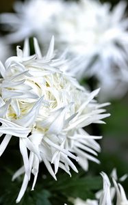 Preview wallpaper chrysanthemum, petals, flower, white