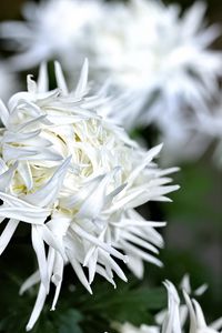 Preview wallpaper chrysanthemum, petals, flower, white