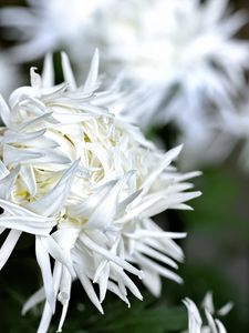 Preview wallpaper chrysanthemum, petals, flower, white