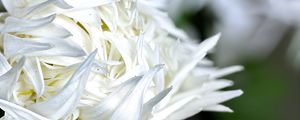 Preview wallpaper chrysanthemum, petals, flower, white