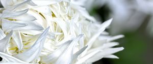 Preview wallpaper chrysanthemum, petals, flower, white