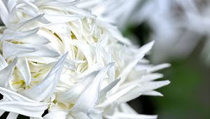 Preview wallpaper chrysanthemum, petals, flower, white