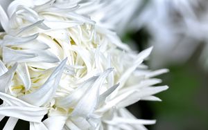 Preview wallpaper chrysanthemum, petals, flower, white