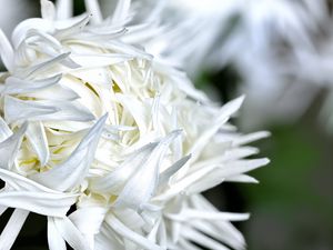 Preview wallpaper chrysanthemum, petals, flower, white