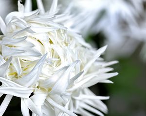 Preview wallpaper chrysanthemum, petals, flower, white