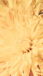 Preview wallpaper chrysanthemum, petals, flower, bright