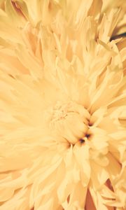 Preview wallpaper chrysanthemum, petals, flower, bright