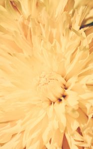 Preview wallpaper chrysanthemum, petals, flower, bright