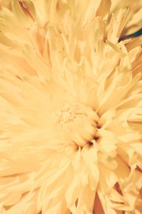 Preview wallpaper chrysanthemum, petals, flower, bright