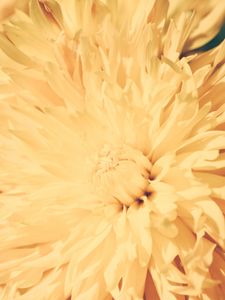 Preview wallpaper chrysanthemum, petals, flower, bright