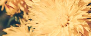 Preview wallpaper chrysanthemum, petals, flower, bright