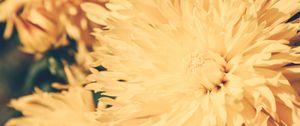 Preview wallpaper chrysanthemum, petals, flower, bright