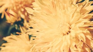 Preview wallpaper chrysanthemum, petals, flower, bright