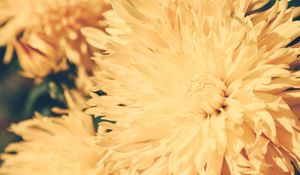 Preview wallpaper chrysanthemum, petals, flower, bright