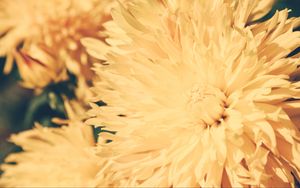 Preview wallpaper chrysanthemum, petals, flower, bright