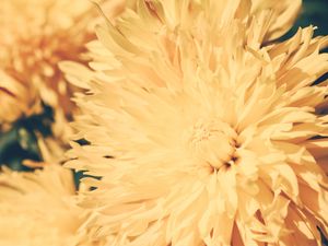 Preview wallpaper chrysanthemum, petals, flower, bright