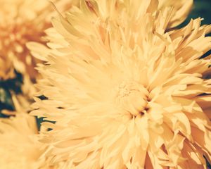 Preview wallpaper chrysanthemum, petals, flower, bright