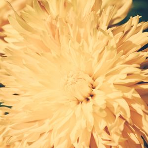 Preview wallpaper chrysanthemum, petals, flower, bright