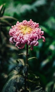 Preview wallpaper chrysanthemum, pink, bud, stem, blur