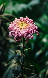 Preview wallpaper chrysanthemum, pink, bud, stem, blur