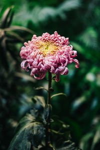 Preview wallpaper chrysanthemum, pink, bud, stem, blur