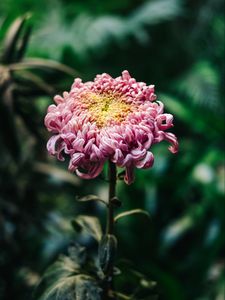 Preview wallpaper chrysanthemum, pink, bud, stem, blur