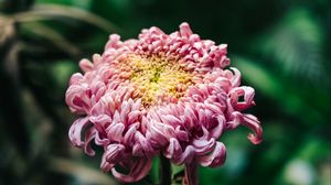 Preview wallpaper chrysanthemum, pink, bud, stem, blur