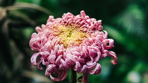 Preview wallpaper chrysanthemum, pink, bud, stem, blur