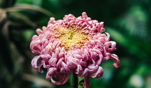 Preview wallpaper chrysanthemum, pink, bud, stem, blur