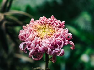 Preview wallpaper chrysanthemum, pink, bud, stem, blur