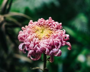 Preview wallpaper chrysanthemum, pink, bud, stem, blur